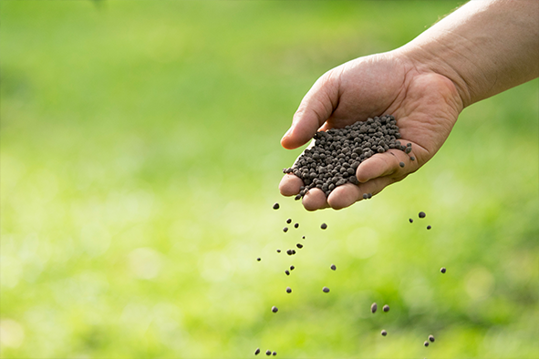 Hand spreading granular fertiliser | Featured Image for Revitaliser Product Page by UltraGrow.