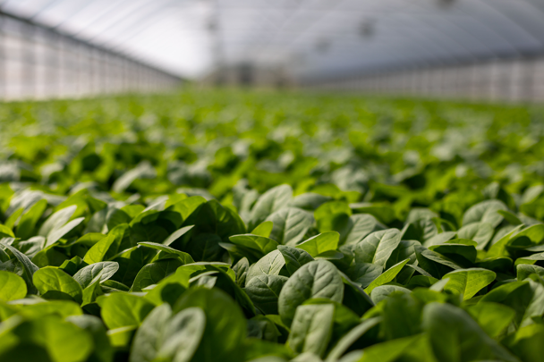 Photo of a commercial greenhouse | Featured Image for Yellow Jacket Product Page by UltraGrow.