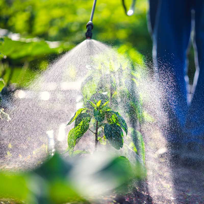 Man spraying vegetable garden | Featured Image for Liquids Product Page by UltraGrow.