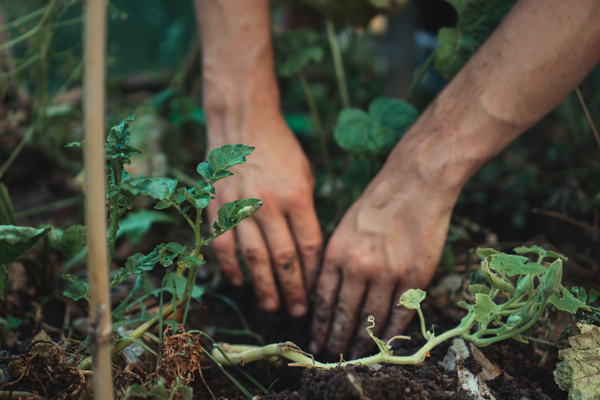 Photo of hands working in a garden bed | Featured Image for Platinum Potting Mix Product Page by UltraGrow.