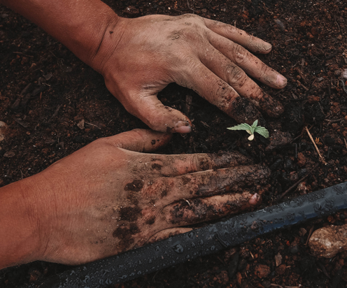 Photo of hands working in a garden bed | Featured Image for Platinum Potting Mix Product Page by UltraGrow.